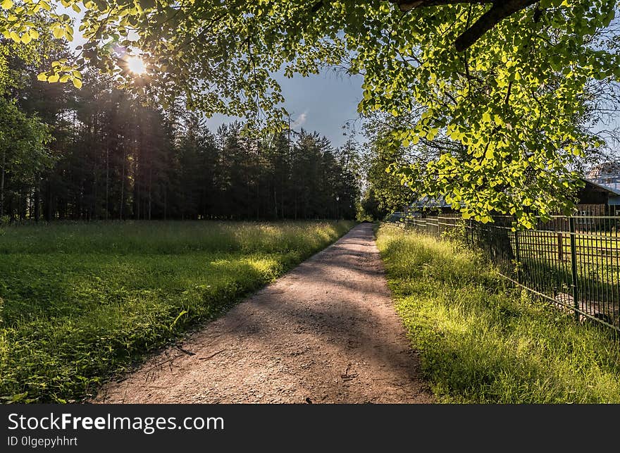 Path, Nature, Tree, Sky