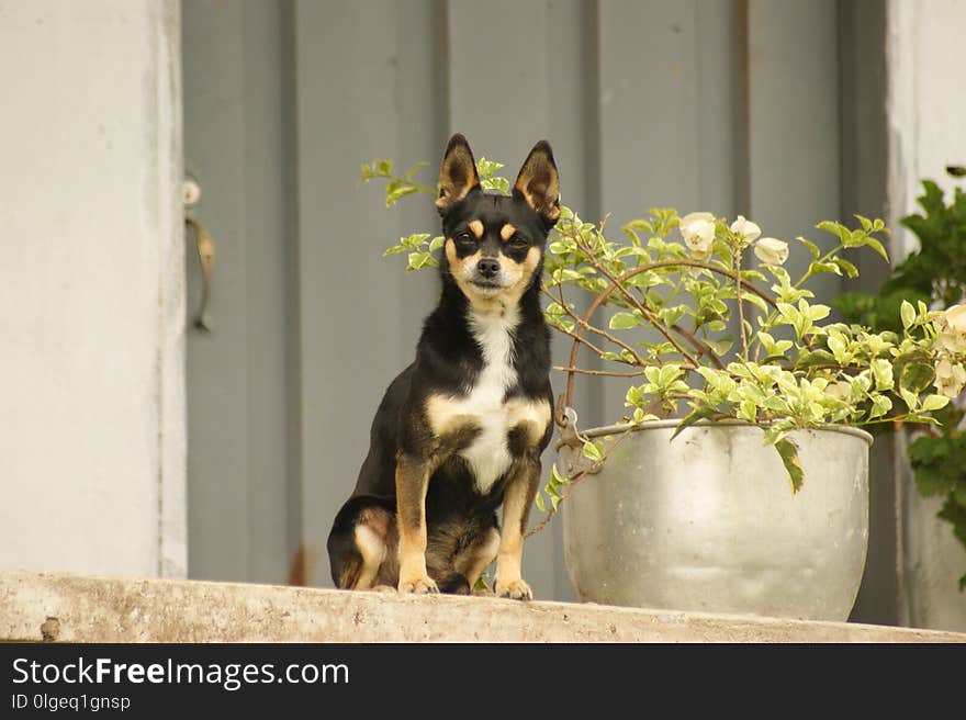 Dog Like Mammal, Dog, Dog Breed, Dog Breed Group