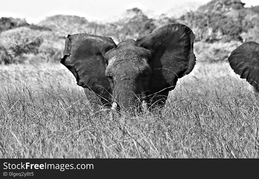 Black And White, Elephants And Mammoths, Wildlife, Mammal