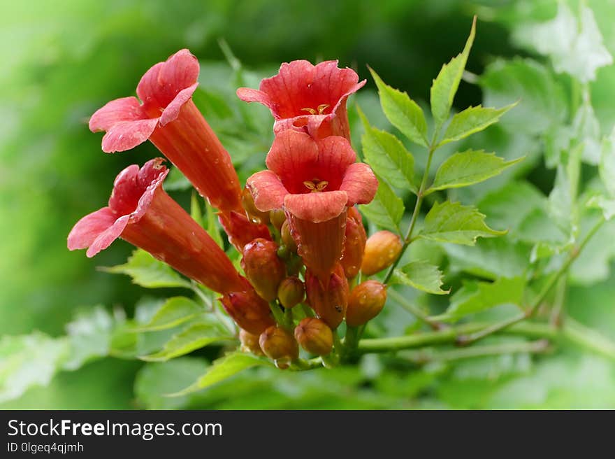 Flower, Flora, Vegetation, Plant