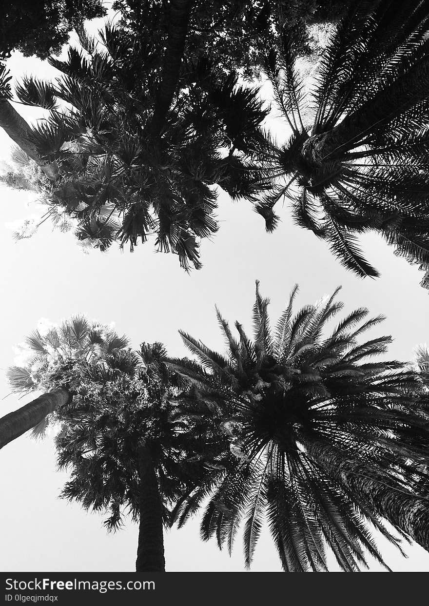 Tree, Black And White, Sky, Monochrome Photography