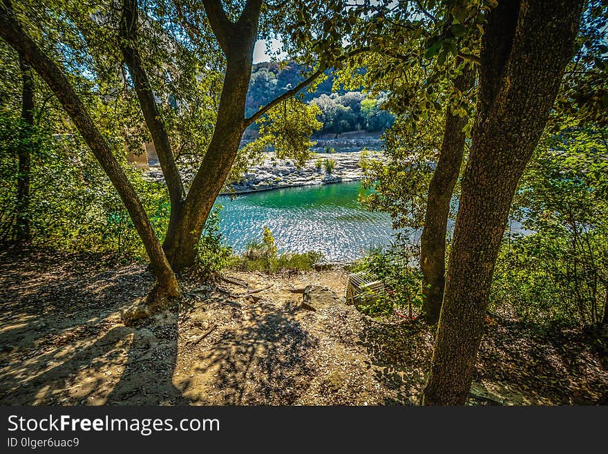 Nature, Water, Tree, Vegetation