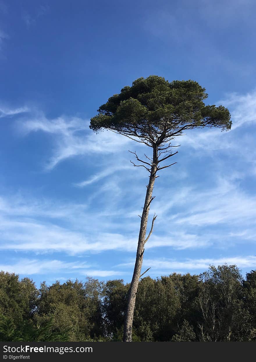 Sky, Tree, Cloud, Vegetation