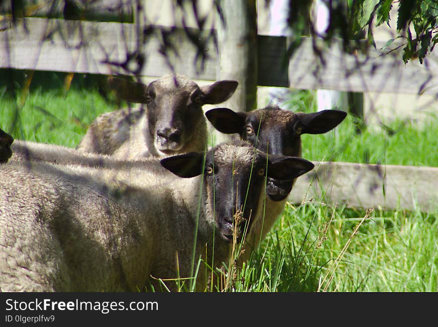 Fauna, Grass, Pasture, Horn