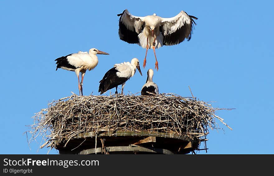 White Stork, Stork, Bird, Ciconiiformes