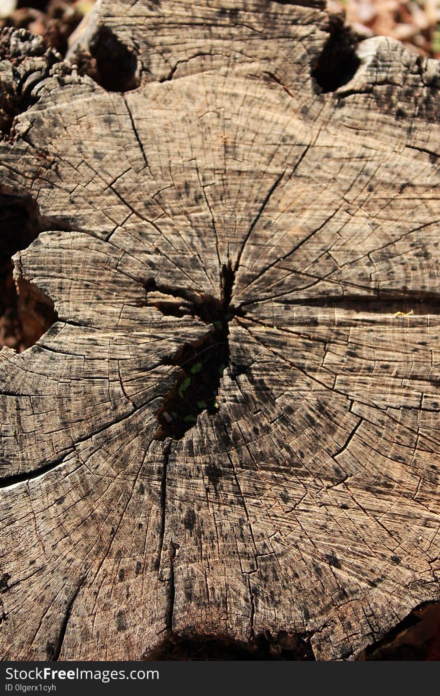 Wood, Tree, Trunk, Plant