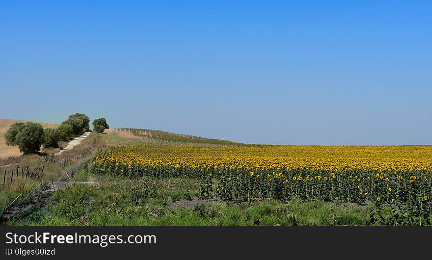 Field, Flower, Sky, Crop