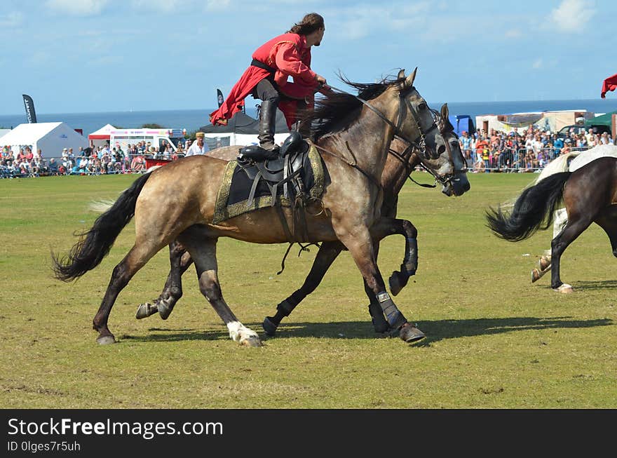 Horse, Endurance Riding, Animal Sports, Horse Like Mammal