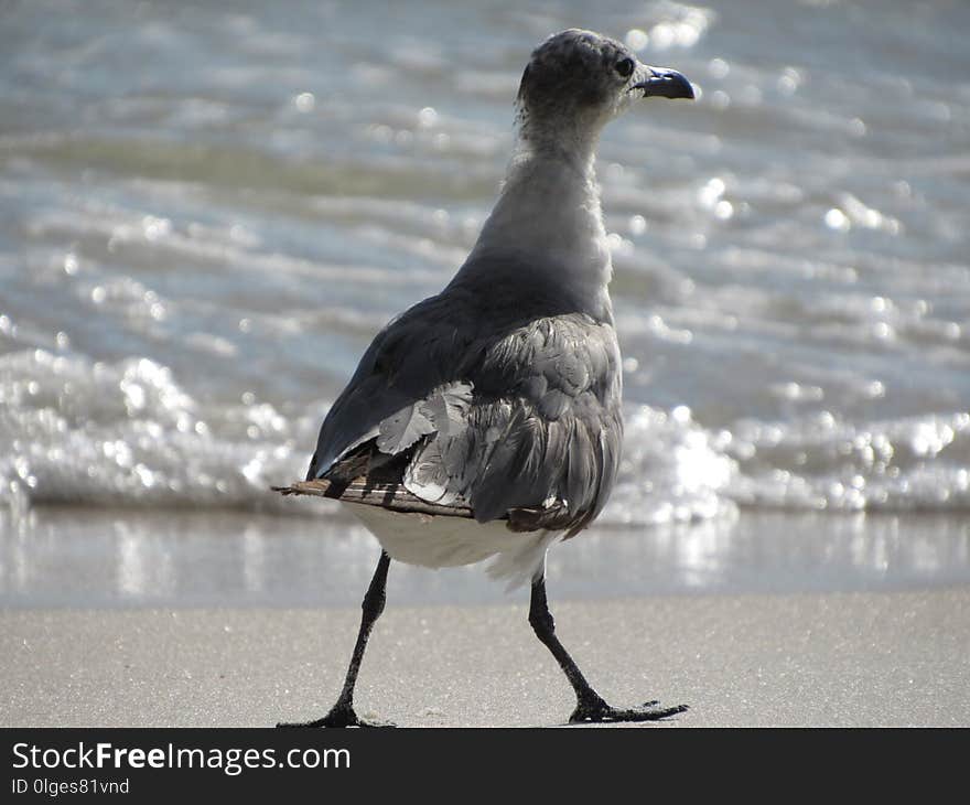 Bird, Fauna, Seabird, Beak