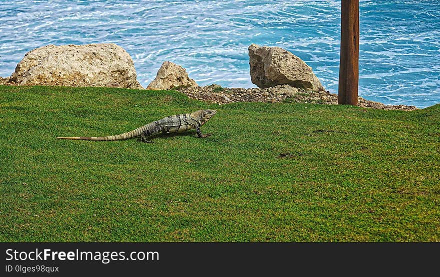 Fauna, Ecosystem, Grass, Nature Reserve