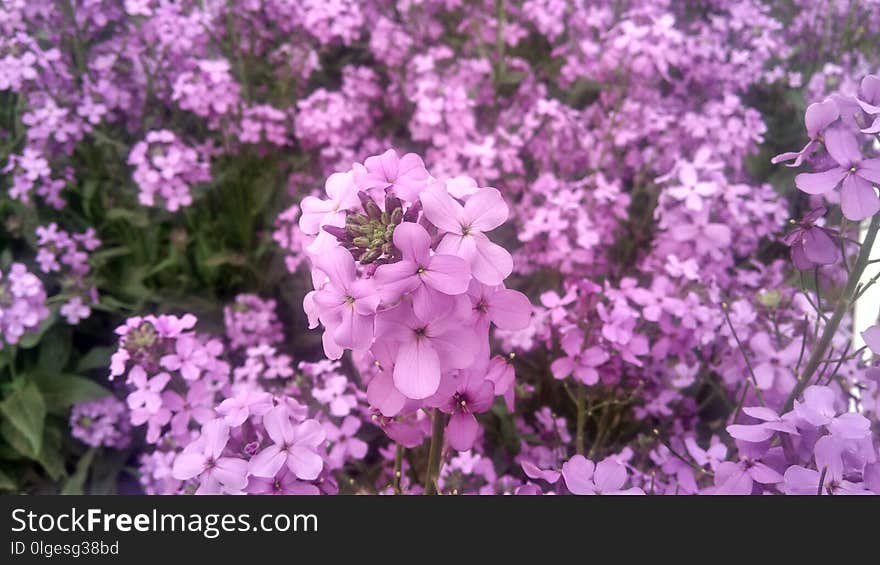 Flower, Plant, Purple, Flowering Plant