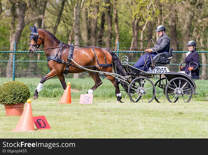 Horse Harness, Horse, Carriage, Horse And Buggy