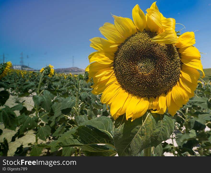 Flower, Sunflower, Yellow, Field