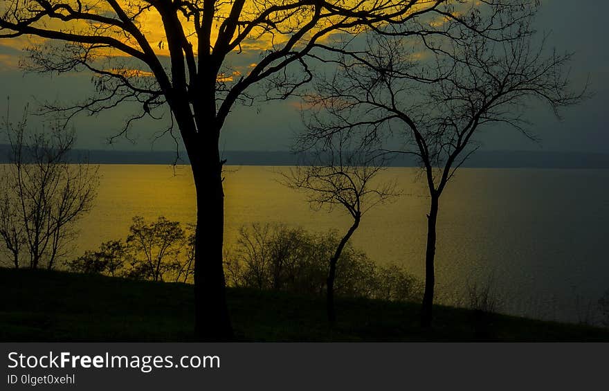 Nature, Sky, Tree, Branch