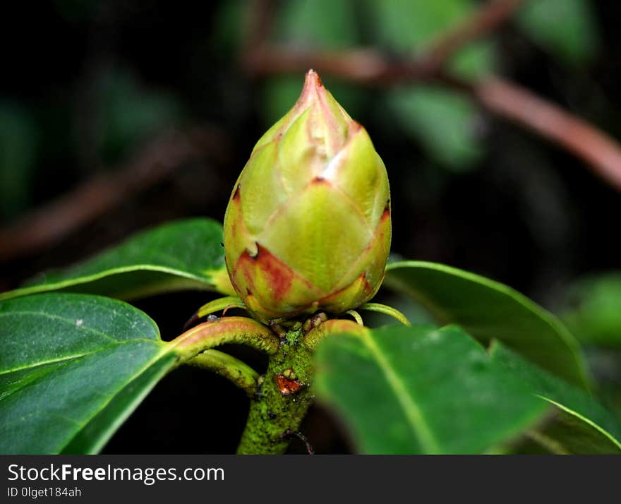 Plant, Vegetation, Bud, Leaf