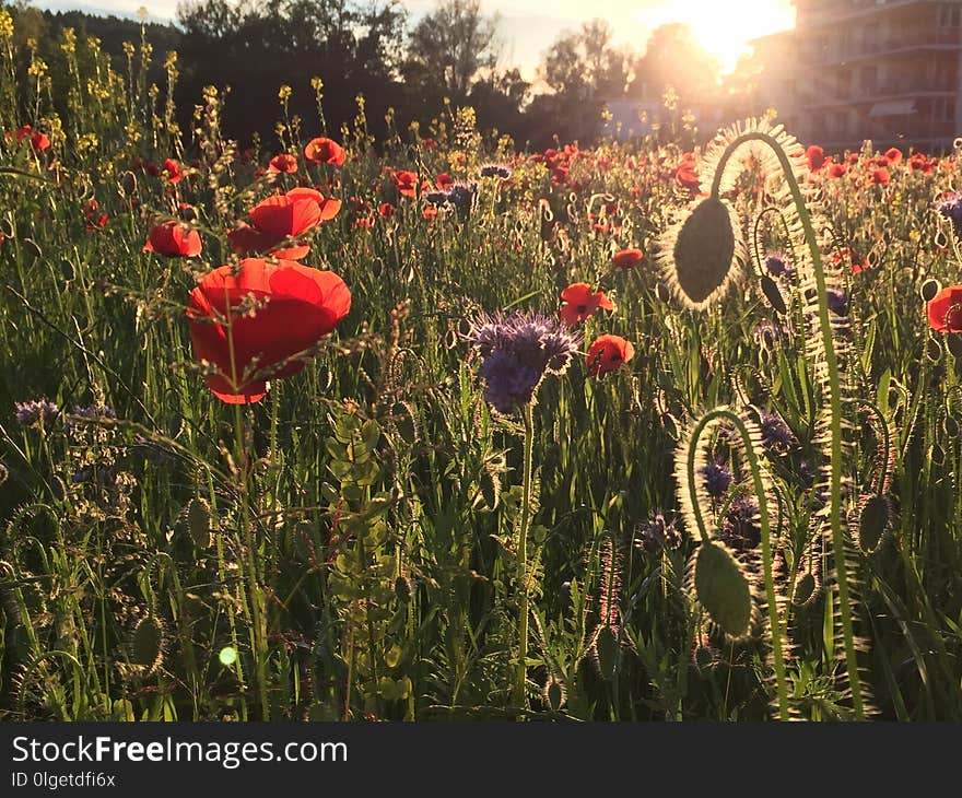 Flower, Field, Flowering Plant, Ecosystem