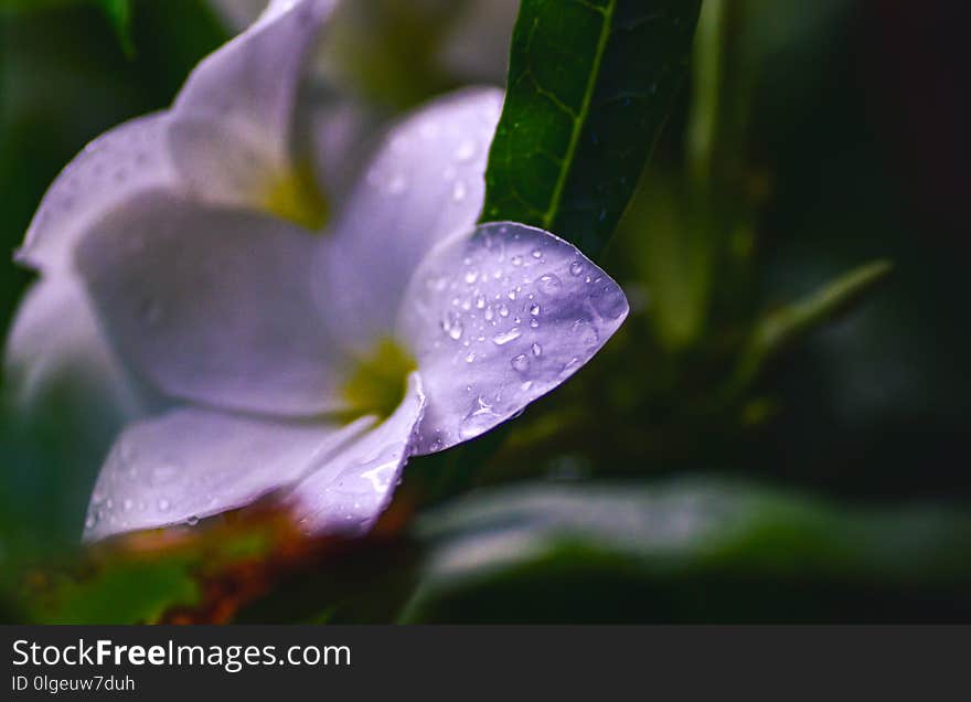 Light Violet flower with raindrops macro photo.