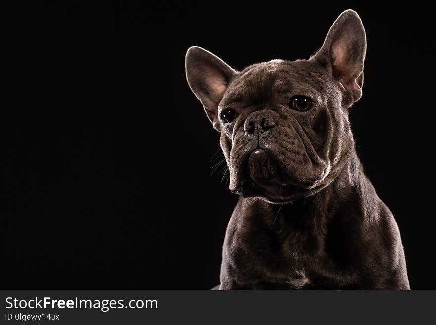 Black French Bulldog on black background