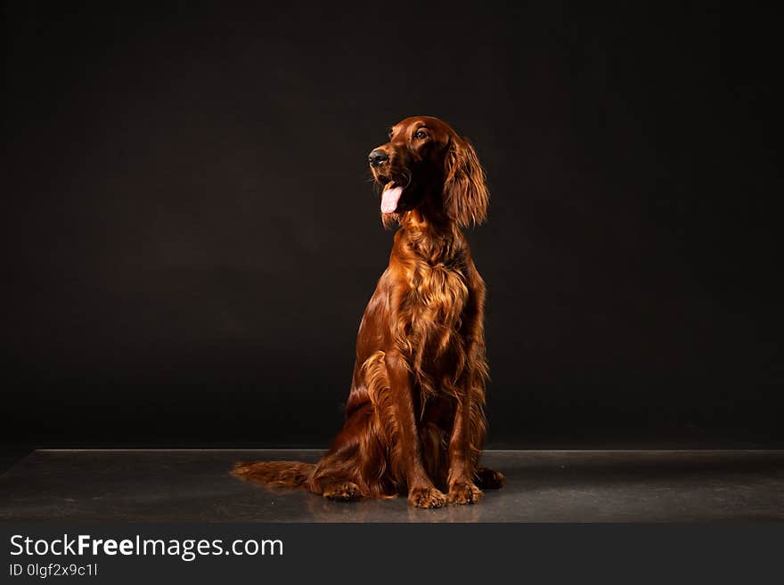 Portrait of red Irish Setter panting on black background .studio shot. Portrait of red Irish Setter panting on black background .studio shot