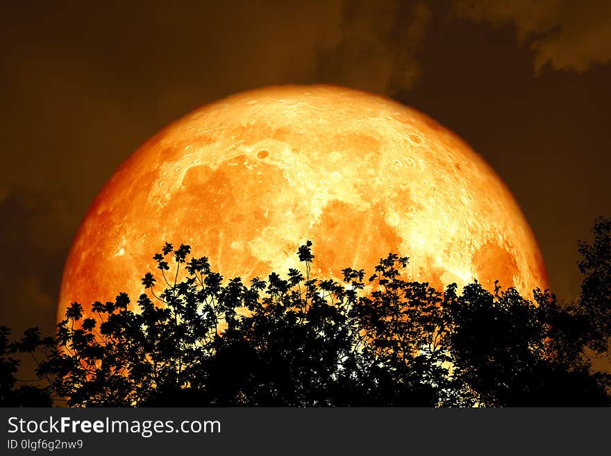 full blood moon back over silhouette top trees and colorful sky