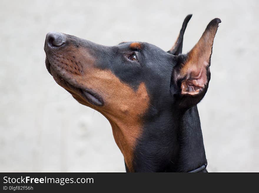 Cute doberman pinscher close up. object. Pet animals.