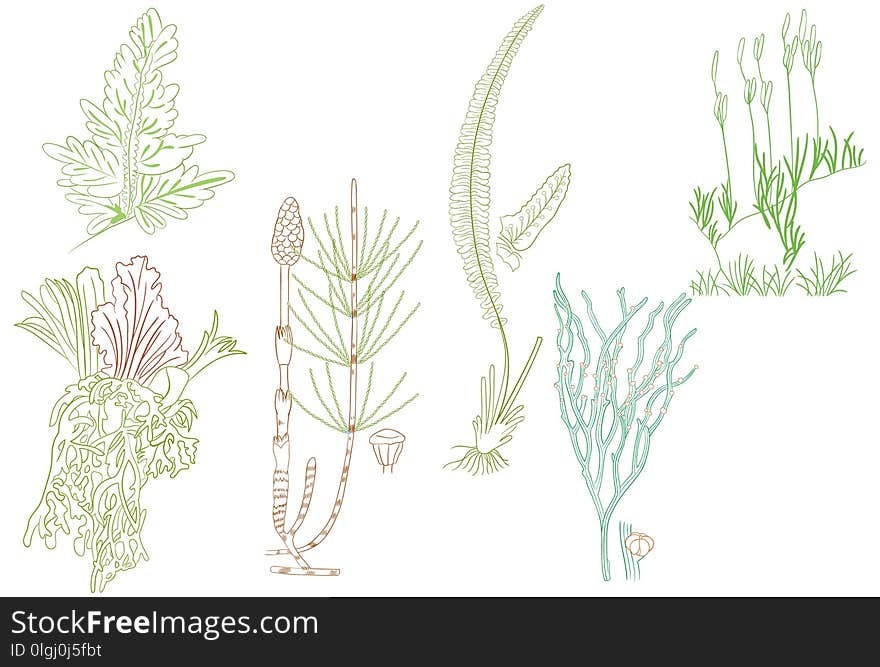 Outline of Horse Tail and Fern as graphic design element and background, clothes and stationery pattern, coloring book, education purpose book, video, presentation etc. Available on EPS 10 and high resolution JPEG.