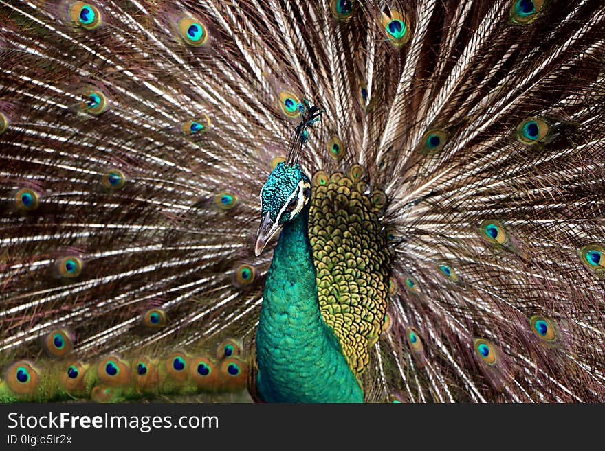 Indian peafowl or Blue peafowl include three species of birds in the genera Pavo and Afropavo of the Phasianidae family.