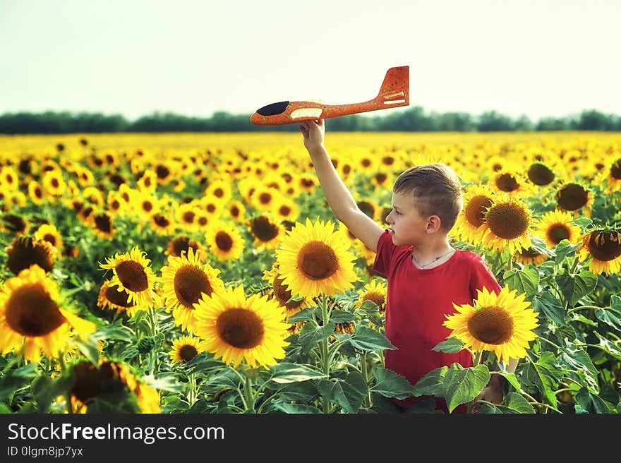 The boy plays with a model plane in the field with sunflowers . Outdoor games