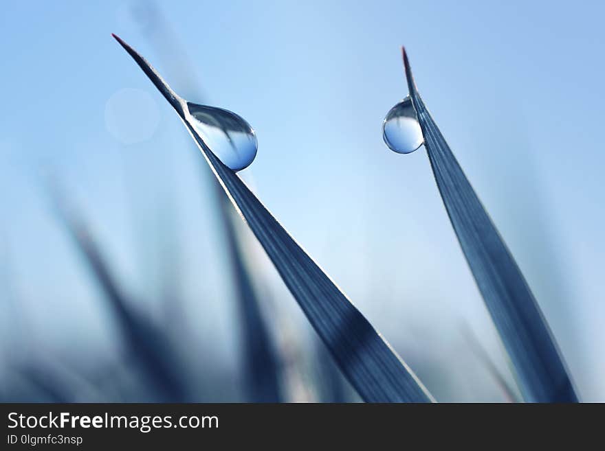 Beautiful large transparent drops of water dew on grass close up.