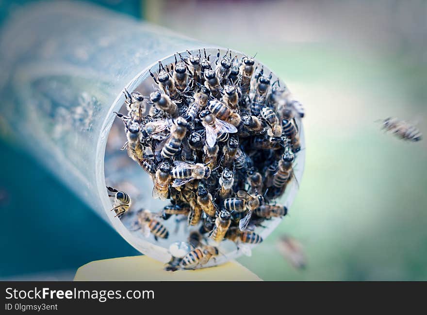 Bee colony while feeding on a pipe hanging to the entrance of the hive