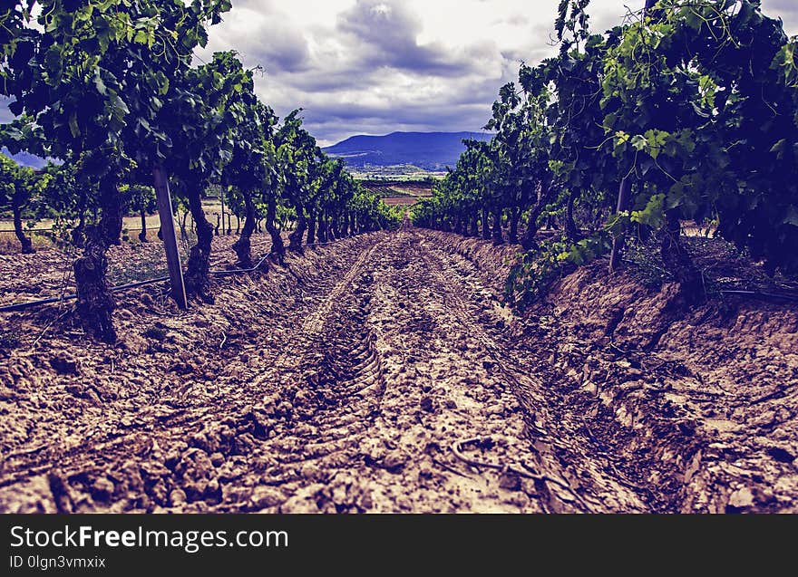 Field of vineyards to make wine, detail of ecological cultivation, wine and grape. Field of vineyards to make wine, detail of ecological cultivation, wine and grape