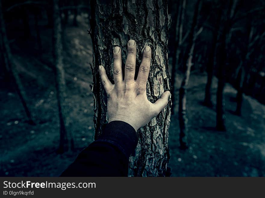 Male hand touching a tree, detail of love for nature, environment