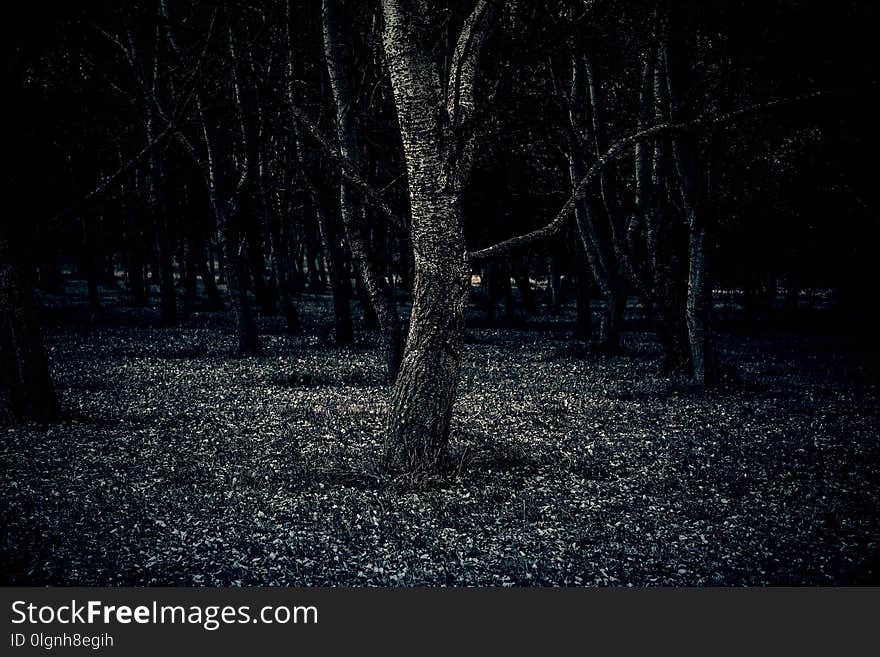 Trees in a forest, detail of a wild boque, nature