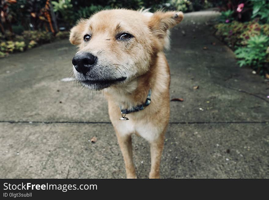 Domestic dog, Chance, sniffing the camera with his perfect cold