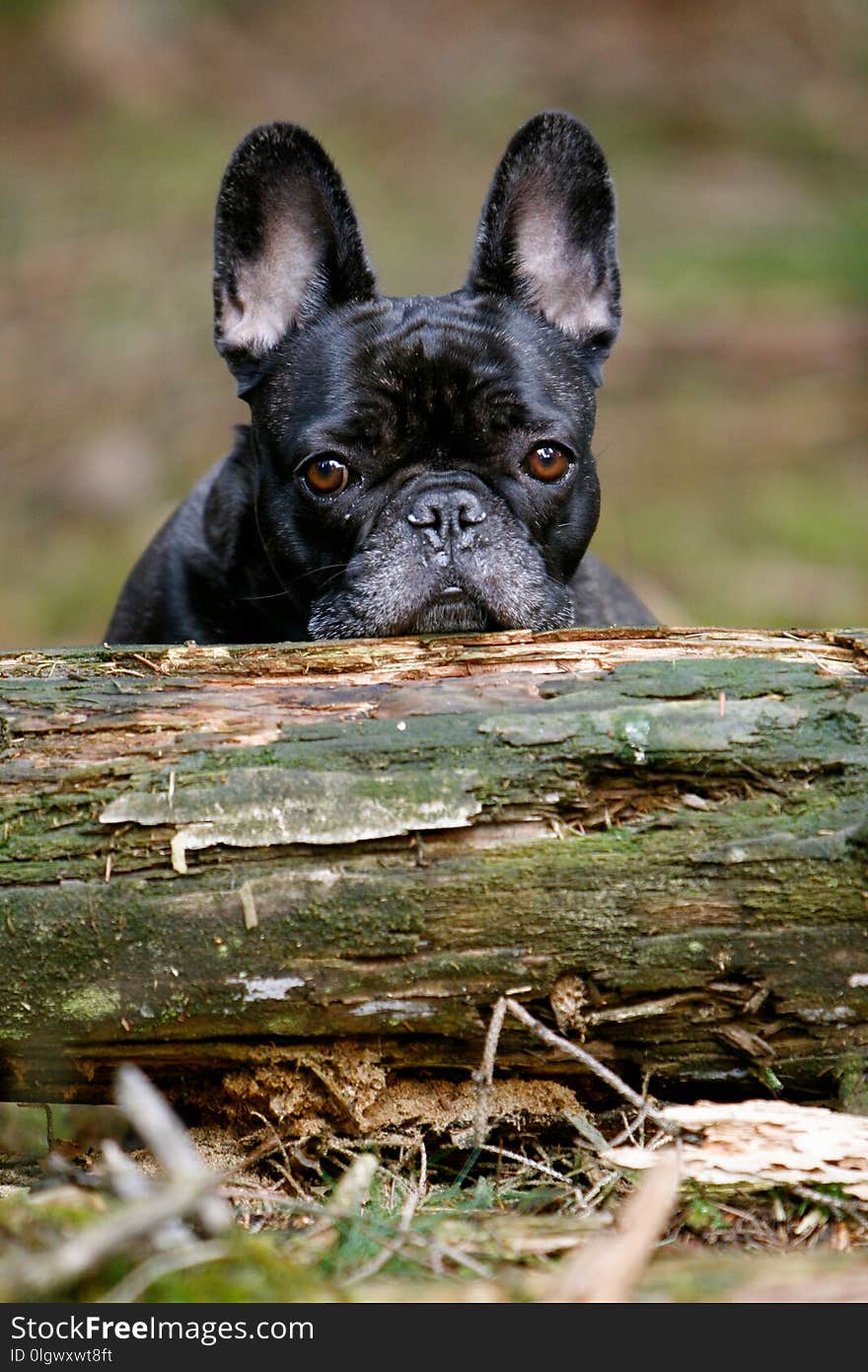 French Bulldog behind a log in the wood. French Bulldog behind a log in the wood