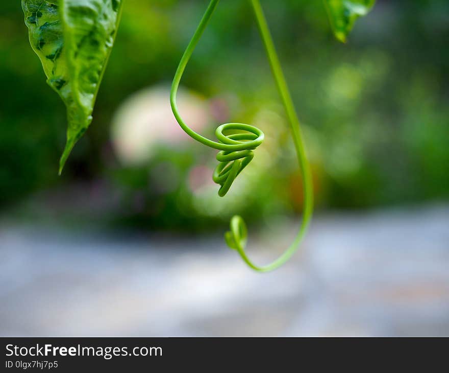 Spiral Vine Close Up in Orlando