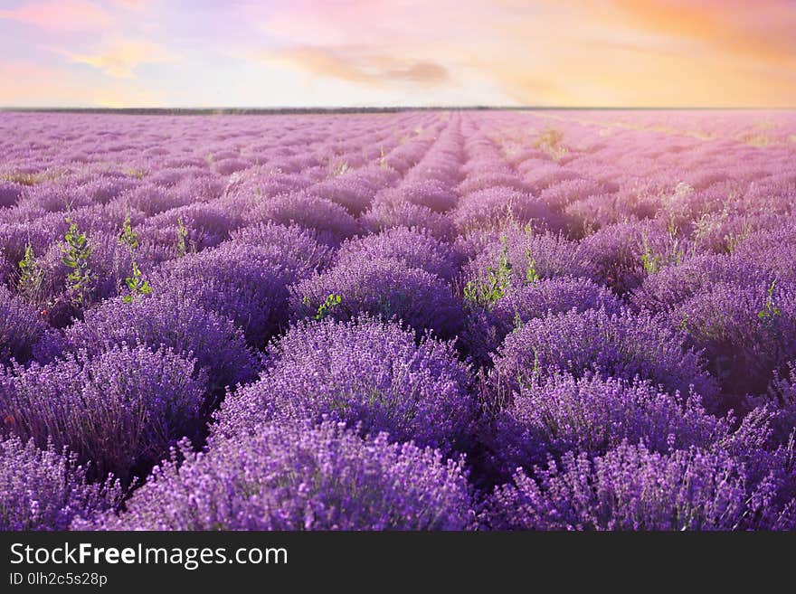 Beautiful blooming lavender in field