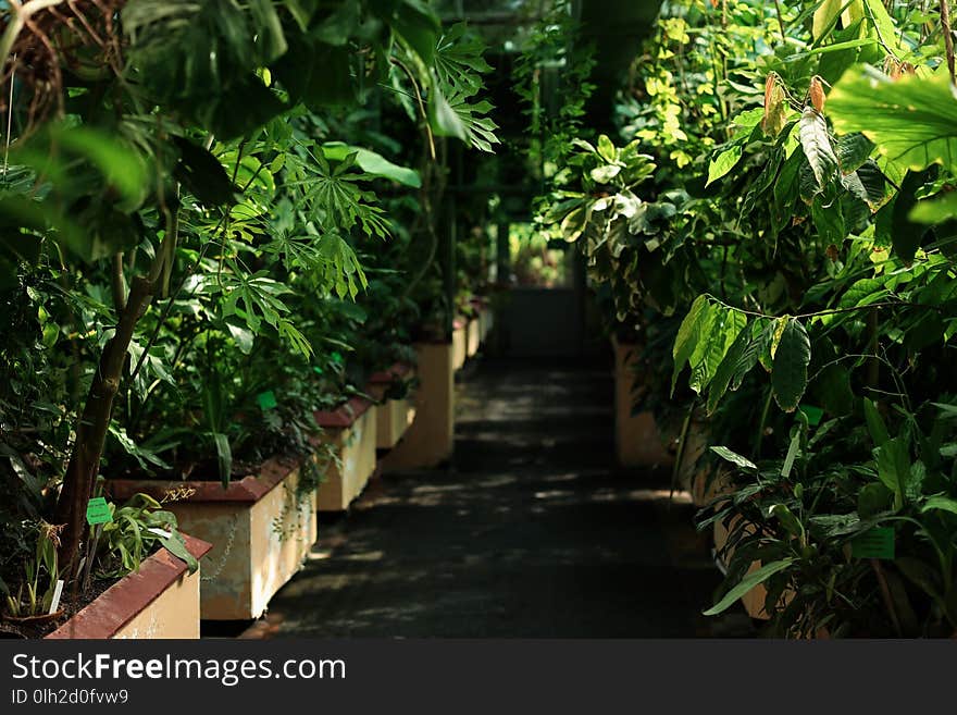 Different plants with lush foliage in greenhouse