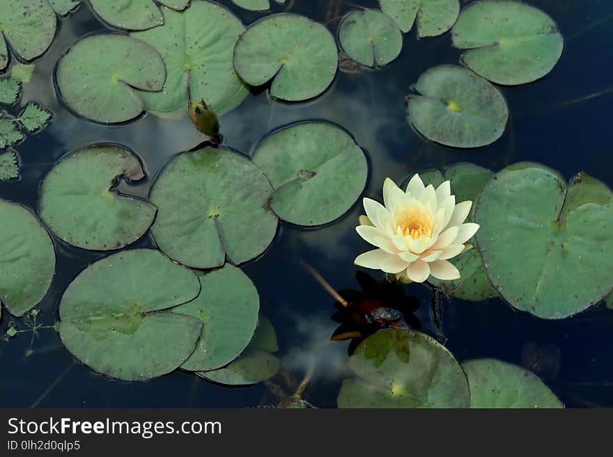 Beautiful blooming waterlily and leaves on water surface