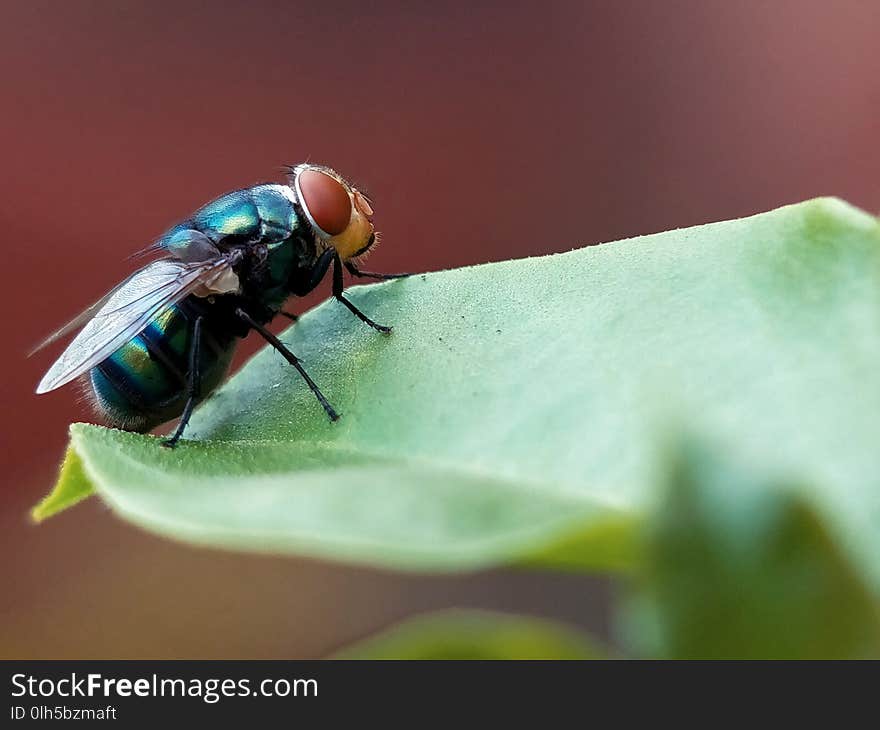 The housefly is a fly of the suborder Cyclorrhapha. It is believed to have evolved in the Cenozoic era, possibly in the Middle East, and has spread all over the world as a commensal of humans. It is the most common fly species found in houses. The housefly is a fly of the suborder Cyclorrhapha. It is believed to have evolved in the Cenozoic era, possibly in the Middle East, and has spread all over the world as a commensal of humans. It is the most common fly species found in houses