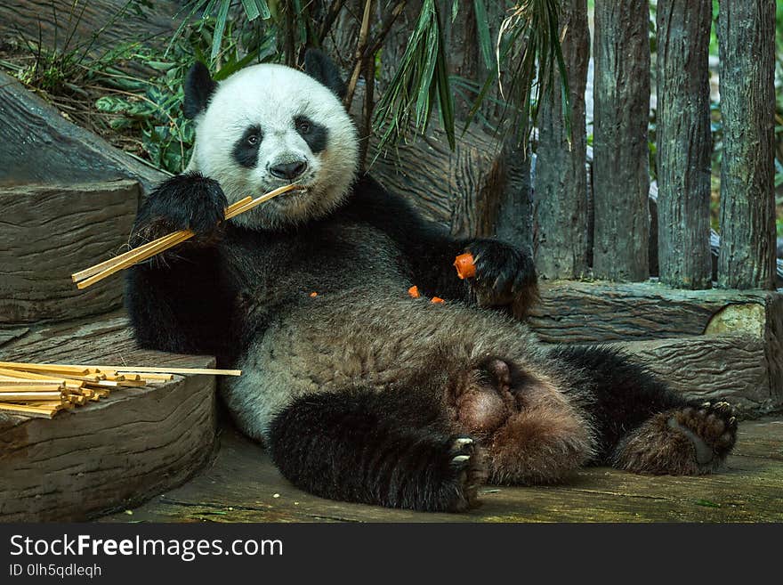 Giant panda bear eating bamboo leaf.