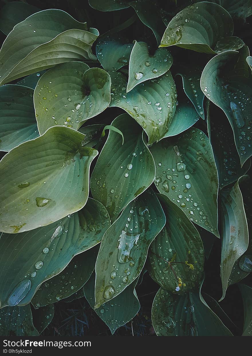 Tropical leaves close-up, Greenhouse, Atmospheric background, Se