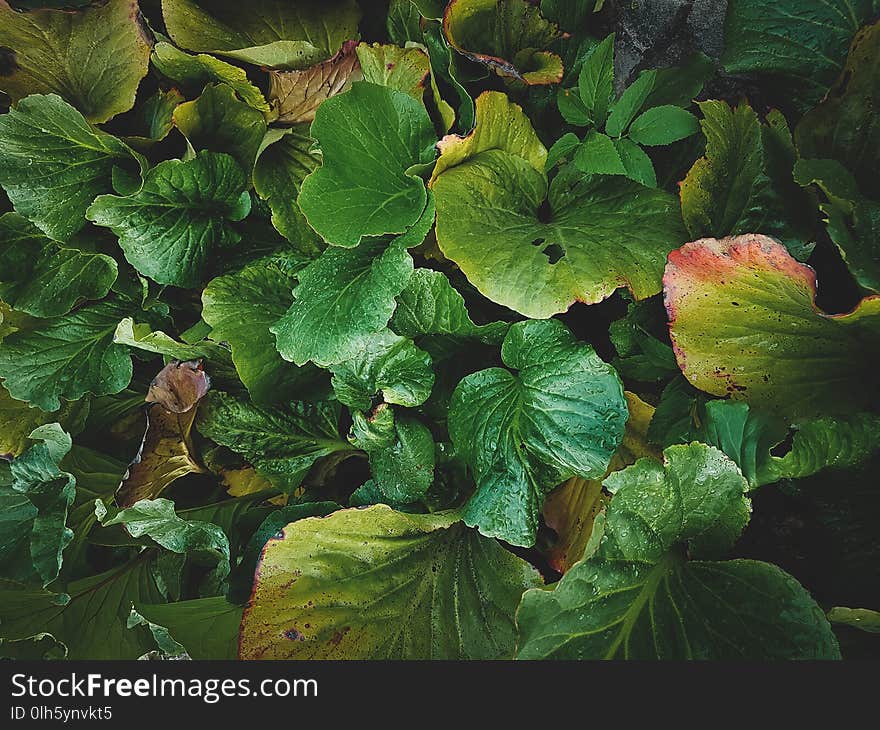 Tropical Leaves Close-up, Greenhouse, Atmospheric Background, Se