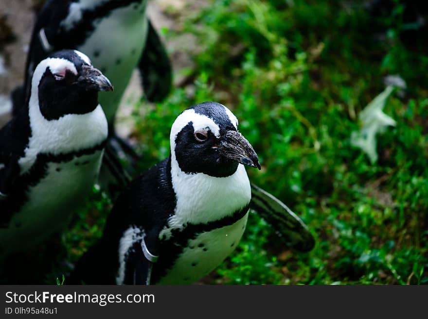 Flock of penguins close-up