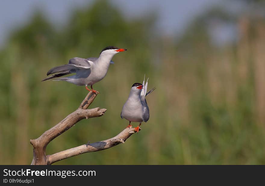 Common Tern - Sterna hirundo - pair near the nest at the wetland, Vilnius county, Lithuania