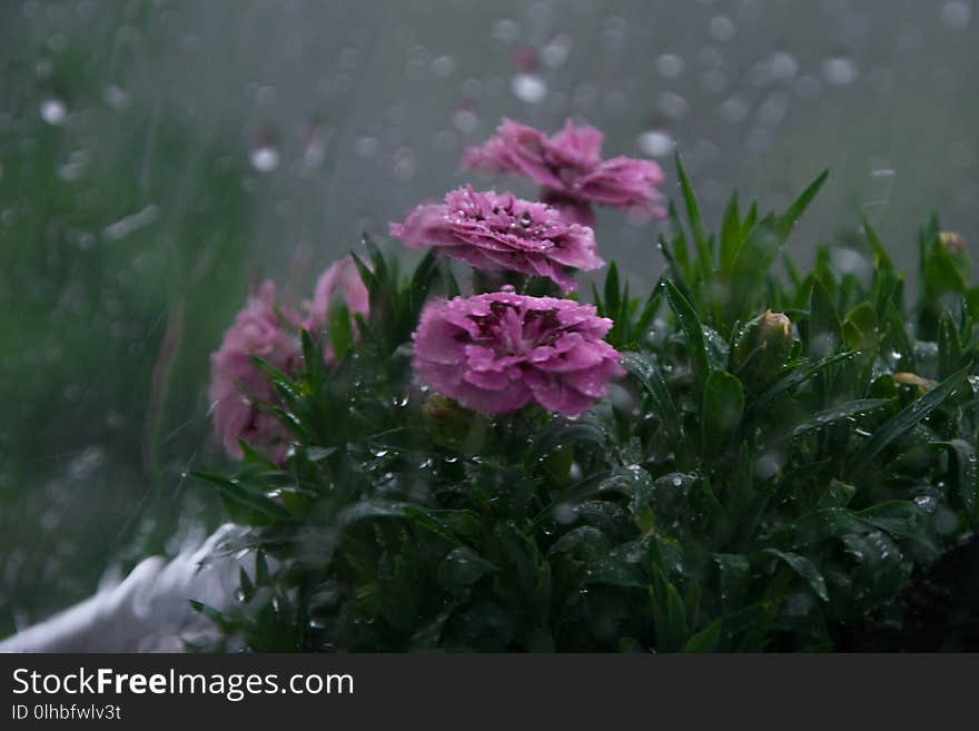 Rainy weather, water drop on the window, wet carnation flower in background outside