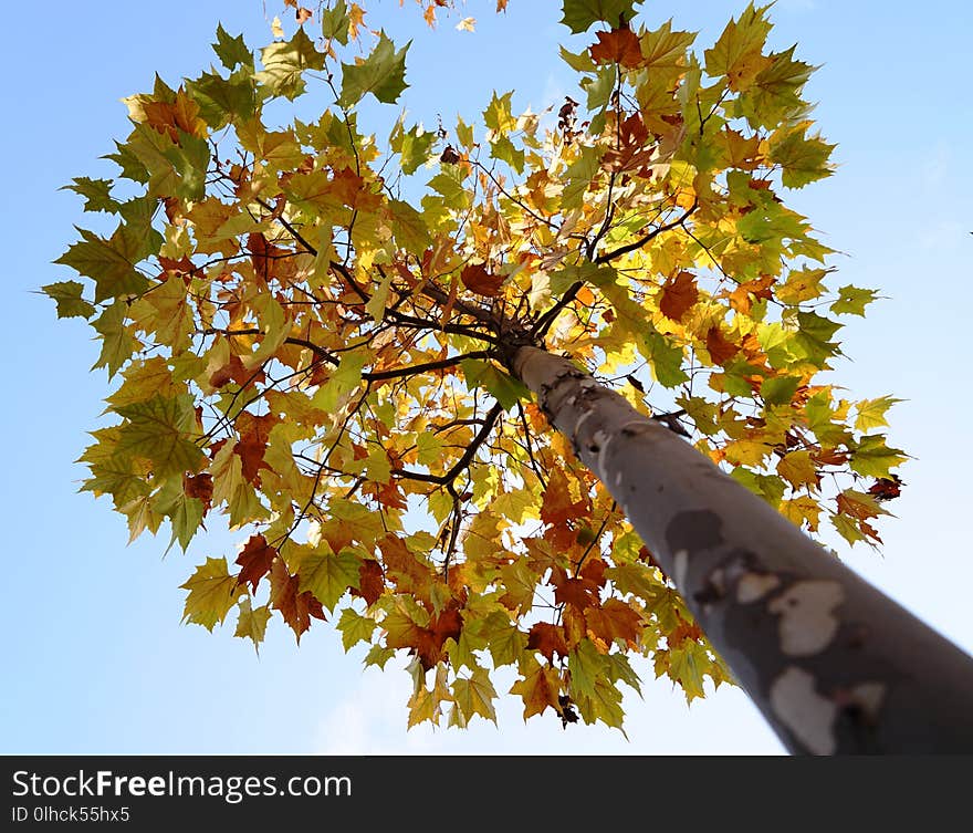 A tree with different colorful leaves in fall.the tree is high and the sky is blue. It is a harvest time.