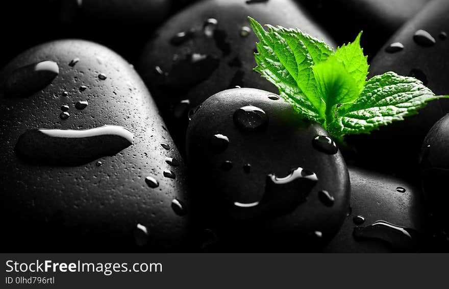 Wet pebbles with sprout background