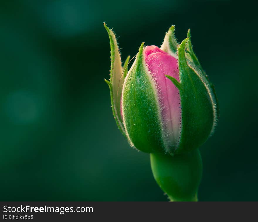 Close up view of a rose flower bud with green blurred background.