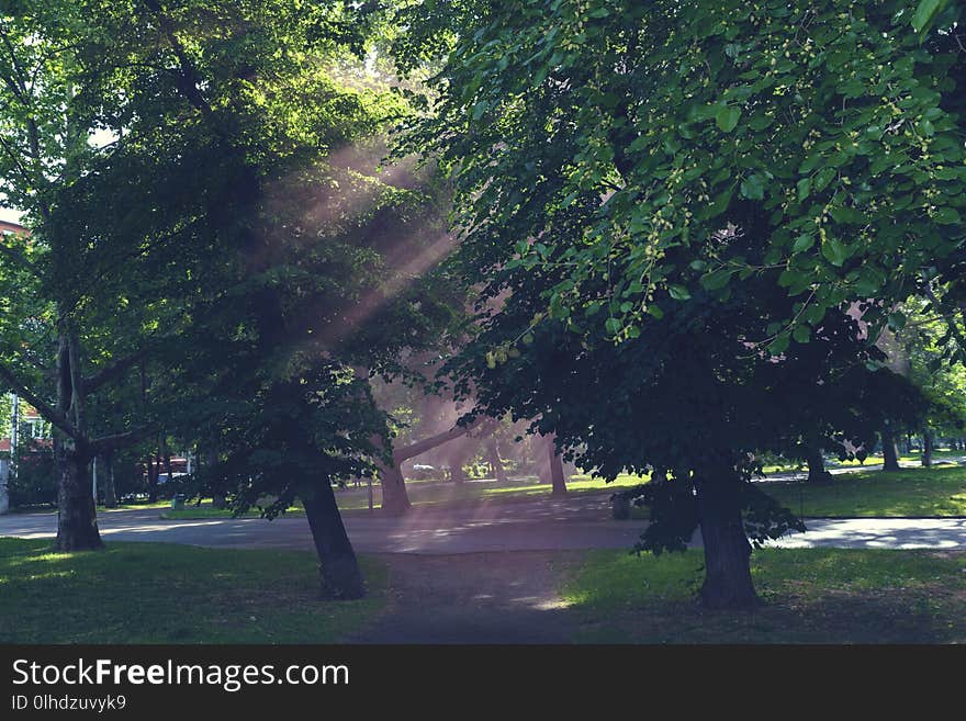 Green trees in a park and red sunny rays Horizontal image. City park